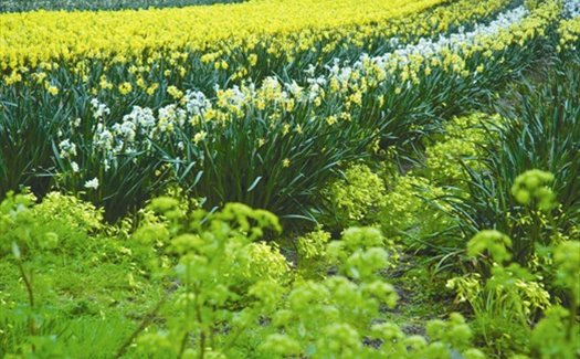 Flower Farming